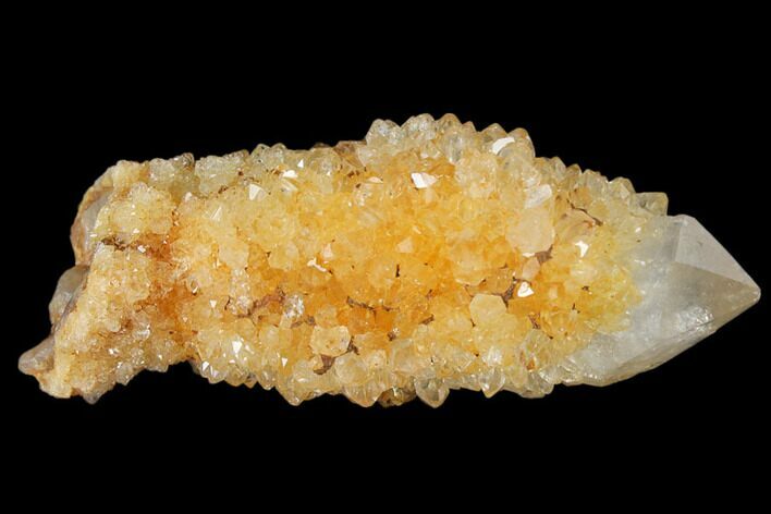 Sunshine Cactus Quartz Crystal - South Africa #122317